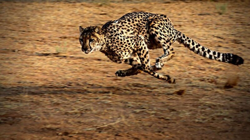 How Fast Can a Cheetah Run?