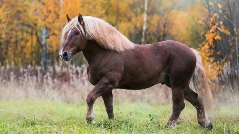 How Much Horsepower Does a Horse Have?