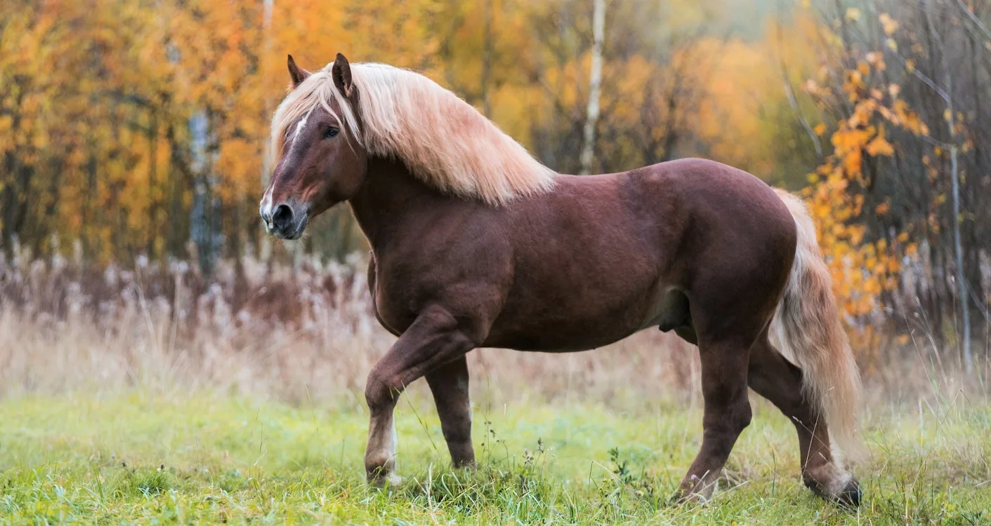How Much Horsepower Does a Horse Have?