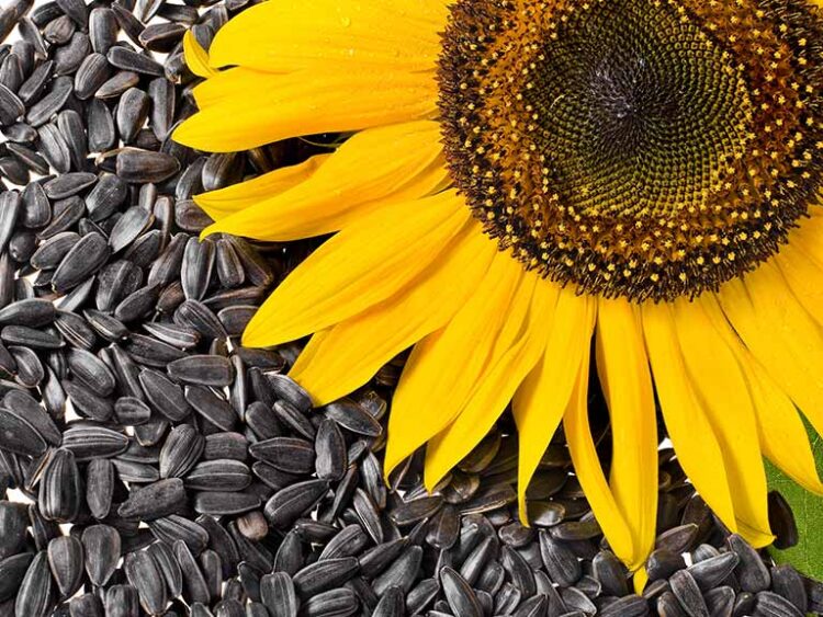 Vitamin E Health Benefits and Nutritional Source