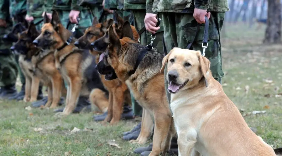 Popular Dog Breeds for Police