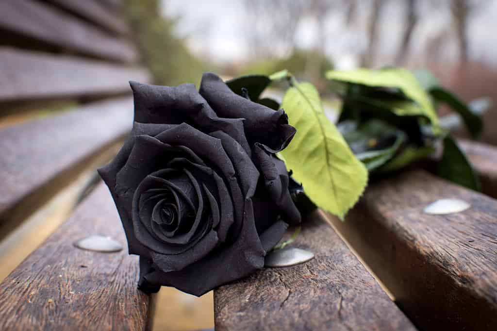 Black Rose Meaning in Relationship: Unveiling the Symbolism of Love’s Darkest Bloom