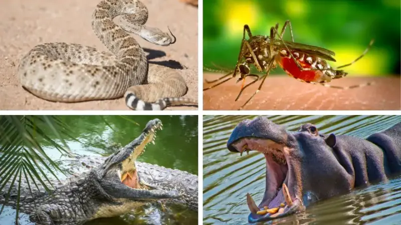 Dangerous Animals in America: A Closer Look at Nature’s Fiercest Creatures