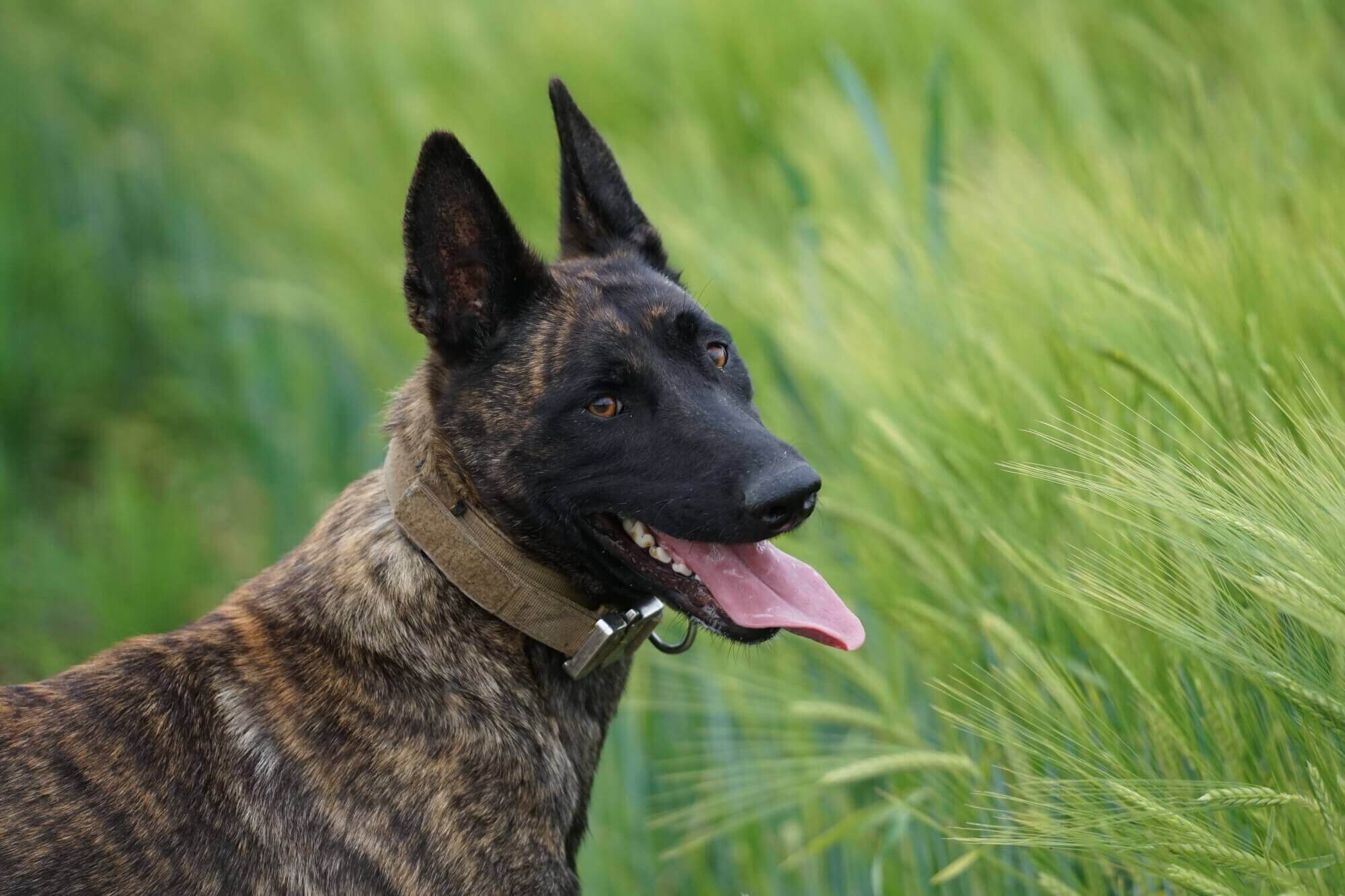 The Role of K9 Cop Dogs in Law Enforcement