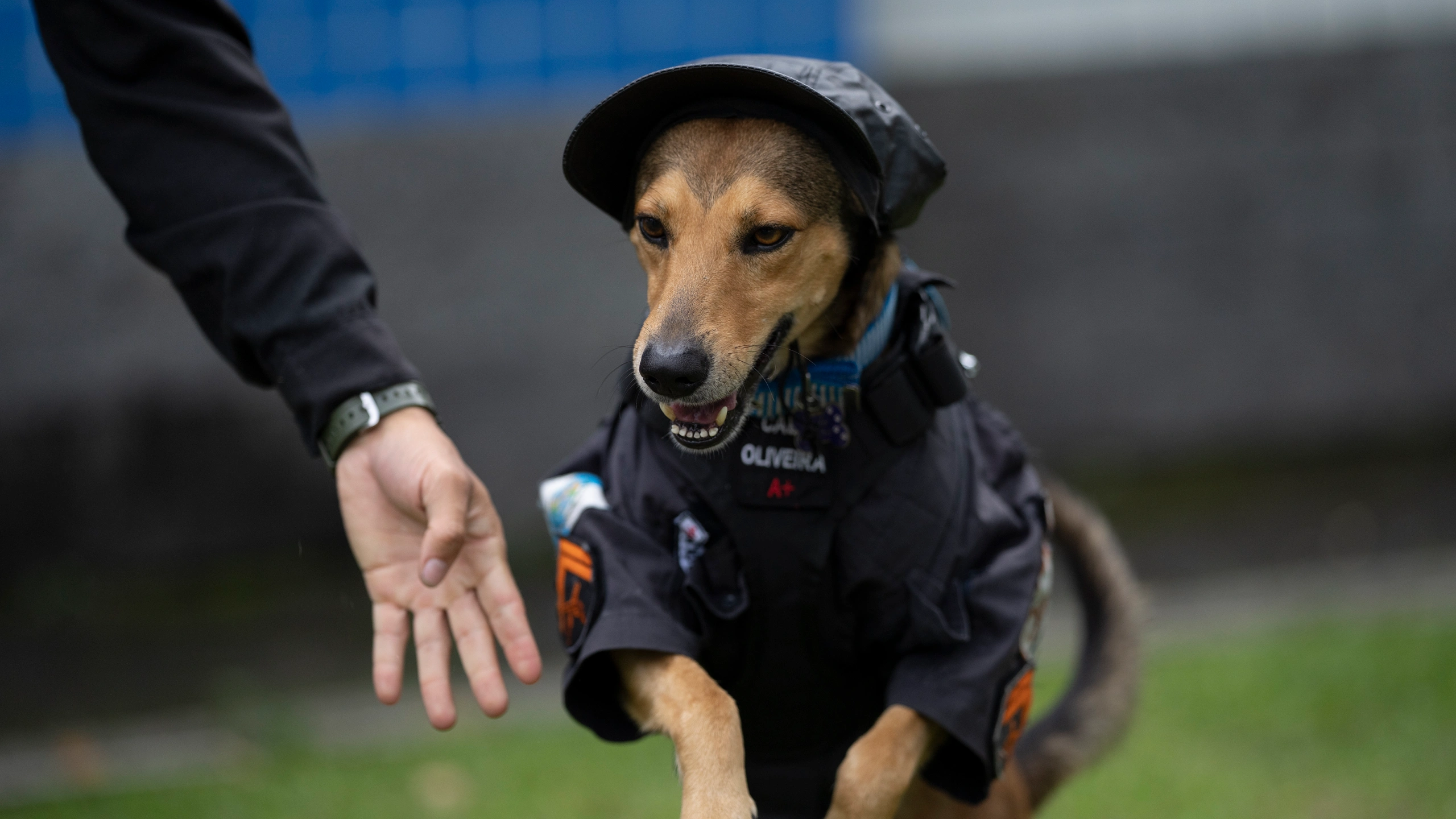 Police Attack Dog Breeds: A Comprehensive Analysis