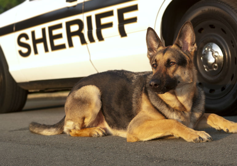 Police Dog Facts: A Comprehensive Look into the World of Canine Law Enforcement