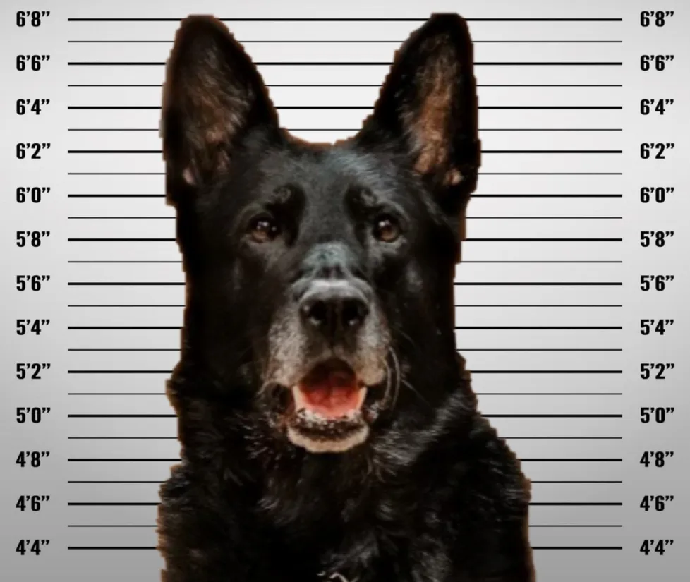 Police Dog Height: An Essential Factor in Law Enforcement
