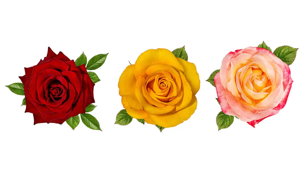 Rose Color Guide: Understanding the Symbolism and Meaning Behind Different Rose Colors