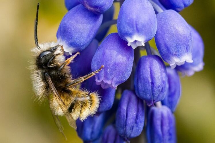 The Buzz about Busy Bee Shooting: A Closer Look at the Captivating World of Macro Photography