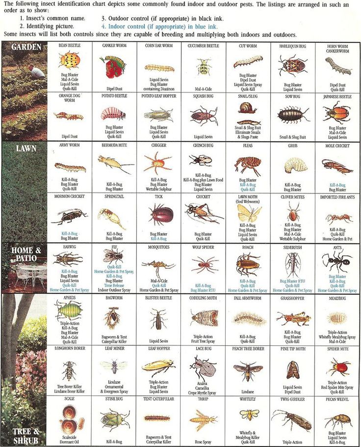 House Insect eggs identification Guide