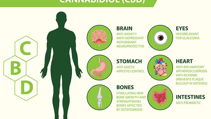 How does cbd work in the Body